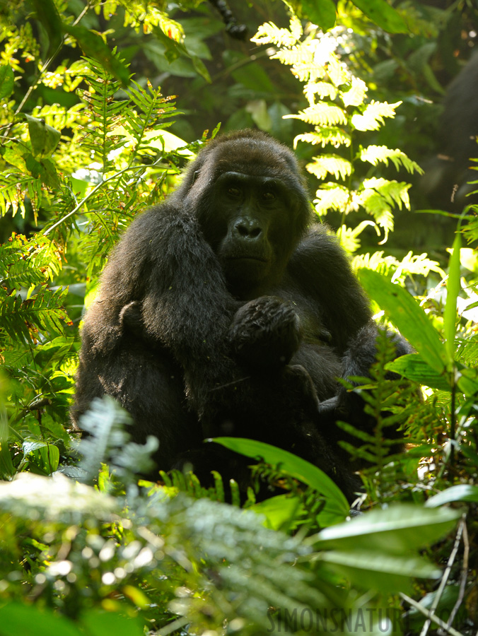 Gorilla beringei beringei [200 mm, 1/40 Sek. bei f / 5.6, ISO 800]